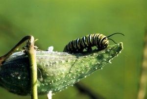Obstacles to Growth – How to Identify Them